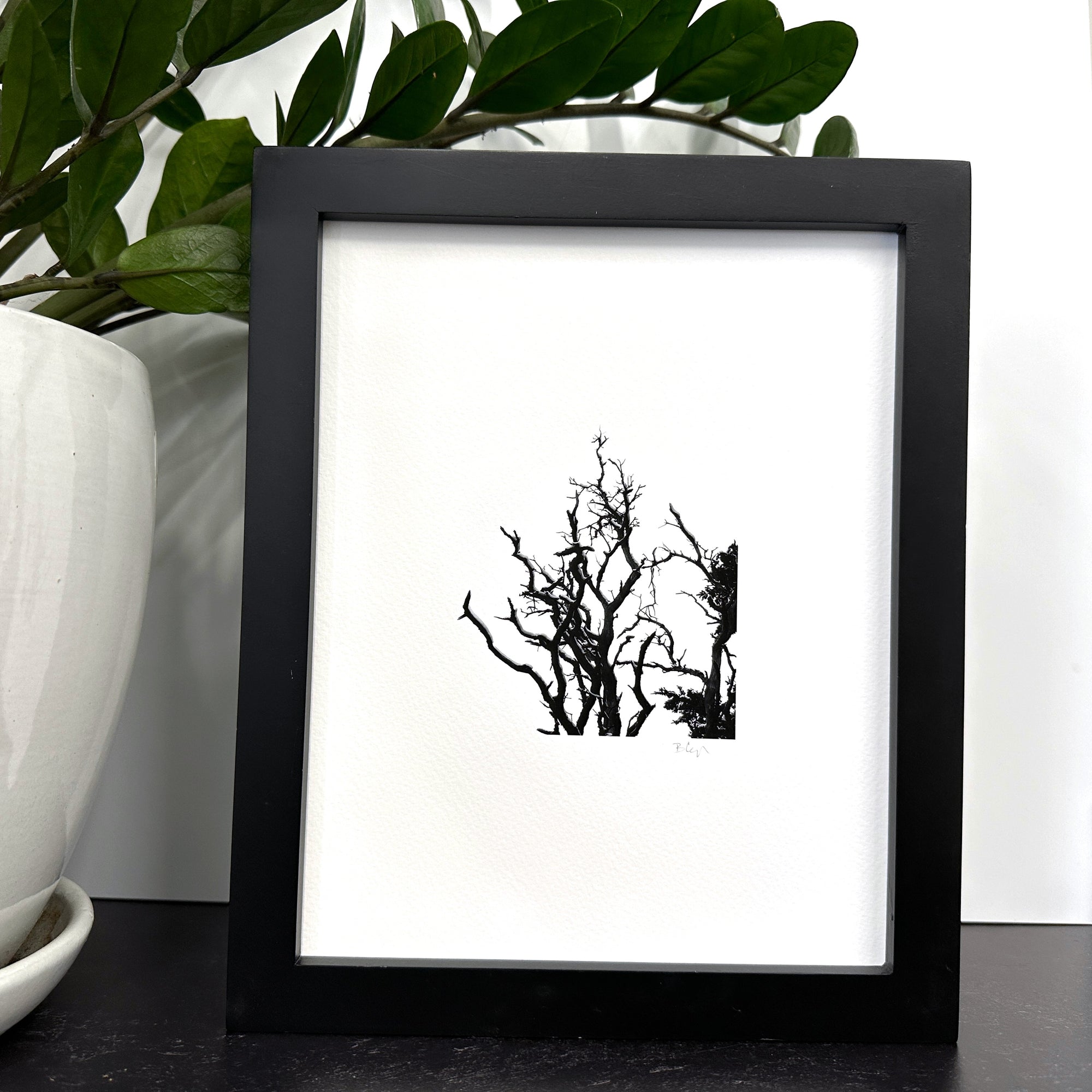 Nature Silhouettes - Snow Lined Branches - Black and White Photograph Print on Matte Paper - Print to Order