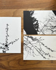 Postcards - Nature Silhouettes - Set of 3 - Ready to Ship