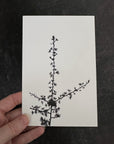 Postcards - Nature Silhouettes - Set of 3 - Ready to Ship